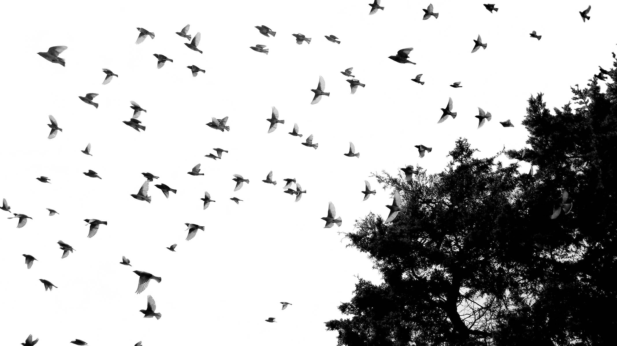 OISELLE TEAM MANIFESTO